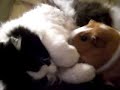 CAT OWNED BY PIG furry friends