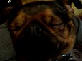 Earl snores!