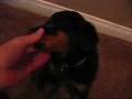 videos de Roscoe 12-2-08.wmv