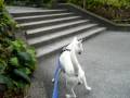 Kishu