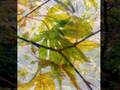videos de Westonbirt Arboretum October 2008
