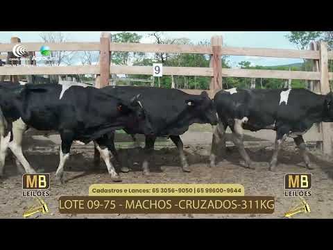 523� LEIL�O VIRTUAL MB LEIL�ES