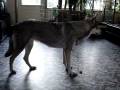 videos de NVSWH Bailavinya