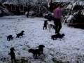 videos de Pups van Eyrin 12