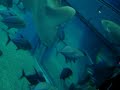 Osaka Aquarium Kaiyukan #2
