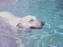 Bark The Polar Bear