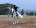 My Arabian Gelding