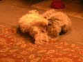 Maltese Dog & Coon Cat play fight!