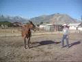 Molly Mule For Sale - Kate