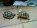 videos de TRAS EL LIGOTEO VIENE.....