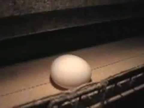 how to isolate salmonella from eggs