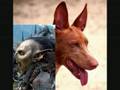A Reqiuem For A Hound