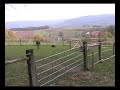 jade_sheep.wmv jade_sheep.wmv