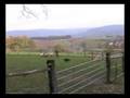 jade_sheep.wmv