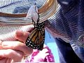 Monarch Butterfly Emerging from his Chrysalis (Realtime)