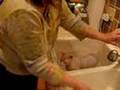 Bathing and Grooming a Sphynx Cat