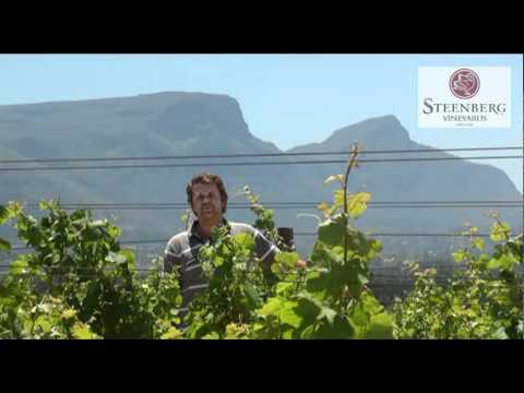 Steenberg Vineyards