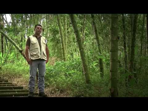 guadua - Twitter @juangangel Las cañazas o tacuaras (Guadua spp.) son un género de plantas de la subfamilia del bambú, de la familia de las poáceas. En el año de 1806...