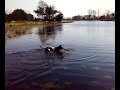 Titan, Duitse Dog