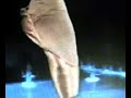 LA RONDINELLA /sung by JEANDO CARDI