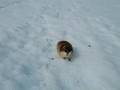 Angry lemming