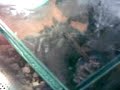 Psalmopoeus cambridgei karmienie Psalmopoeus cambridgei karmienie