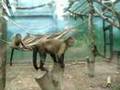 Crazy Little Marmosets