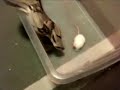 snakes.avi