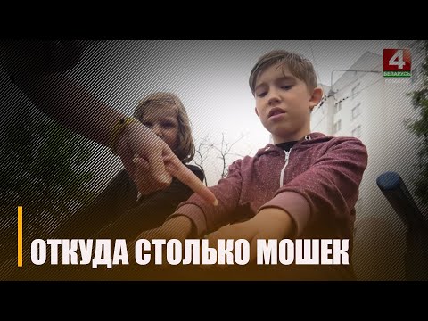 Гомельчане вторую неделю жалуются на чрезмерное количество мошек видео