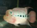 videos de blue phoenix/ GBH flowerhorn