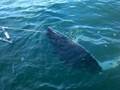 big alaska halibut fishing alaskan homer, ninilchik's finest charter!