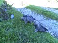 Karst shepherd puppies
