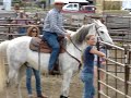 Azteca and Kiger Mustang - Newbies at Team Sorting