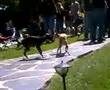 Italian Greyhound video