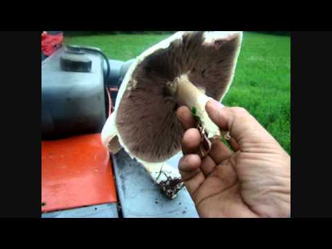 how to grow agaricus bisporus