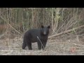 The Best of Camo4x4s 2008 (HD)