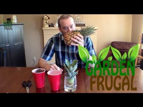 how to grow from a pineapple