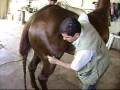 Equino com dor em Carpo