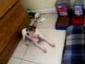 Dogs Playing Part 2 Dogs Playing Part 2