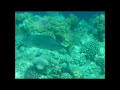Marsa Alam - Carnelia e Barriera Corallina