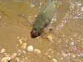 Carp Feeding Frenzy