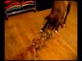 Worst dog fight ever