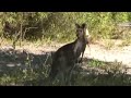 Wild Kangaroo among us!! Woodgate Beach, QLD, Australia