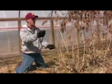 how to grow raspberries in mn