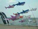 Colormotions presenting their Sharks  Cervia 2008