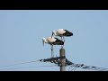 鳴門コウノトリ 2026/10/06 撮影 成長記録 徳島県鳴門市