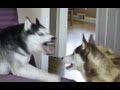 MISHKA BITES BACK!