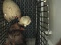 Whooping Crane Hatching