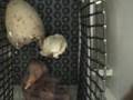 Whooping Crane Hatching