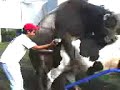 Recolecci-n-de-semen